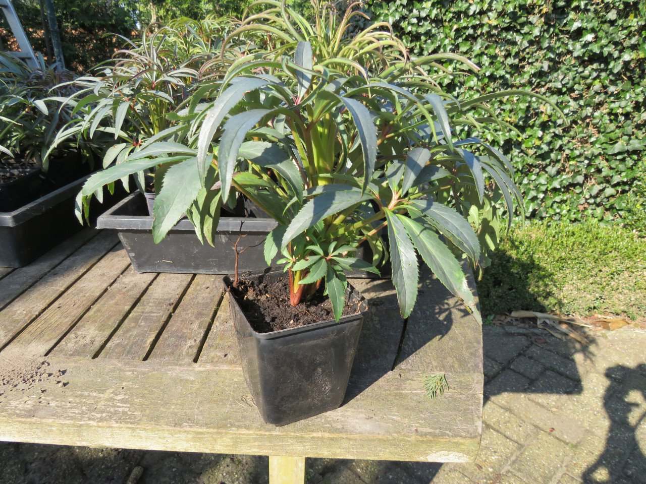 Helleborus kerstroos