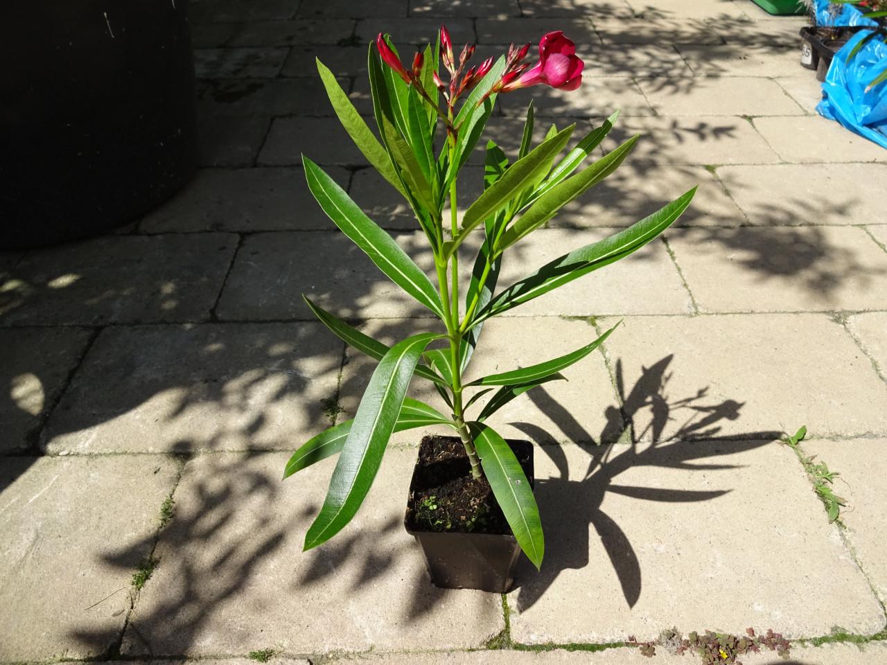 Oleander