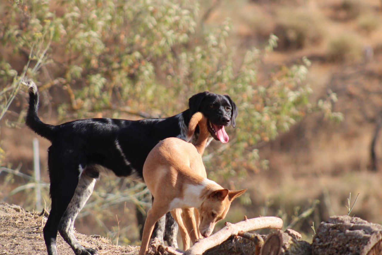 Alora Dog Rescue: Macho, deze knuffelbeer zoekt wil zo graag een thuis