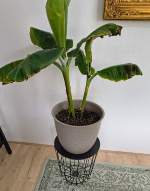 Bananenplant met pot