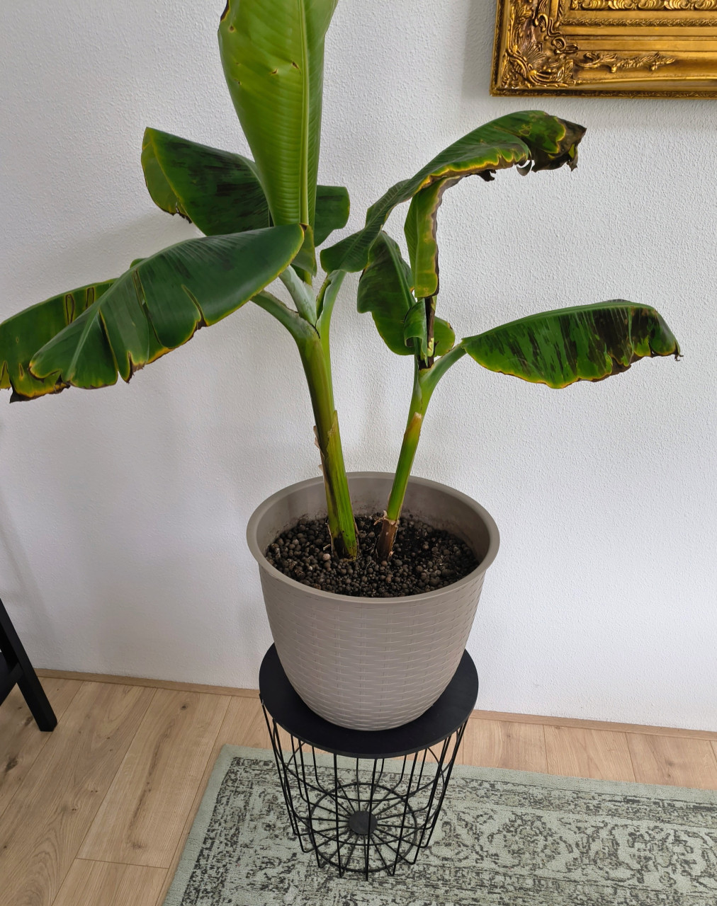 Bananenplant met pot