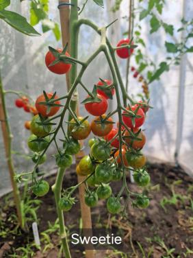 Onbespoten tomatenzaden uit eigen tuin - diverse rassen