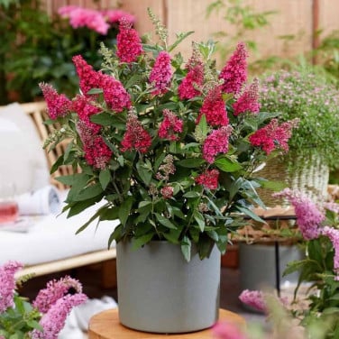 Tuinplanten OUDELANDE