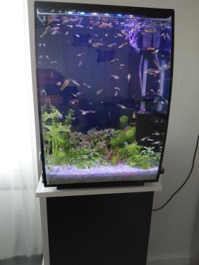 Mooie guppy mix de laatste