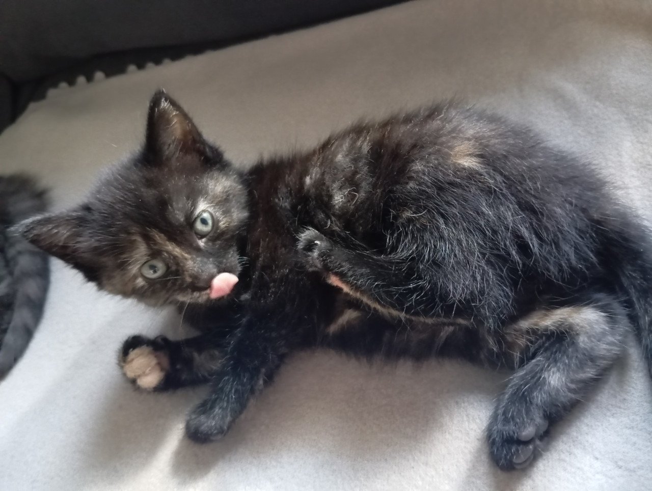 Kittens