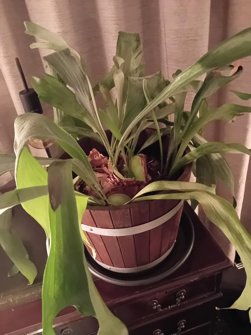 Prachtige grote hersthoorn