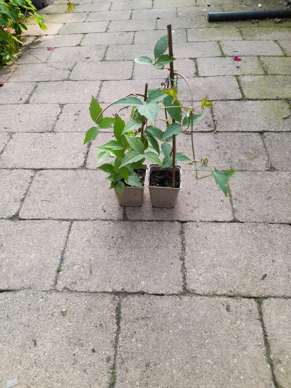 Roze Clematis