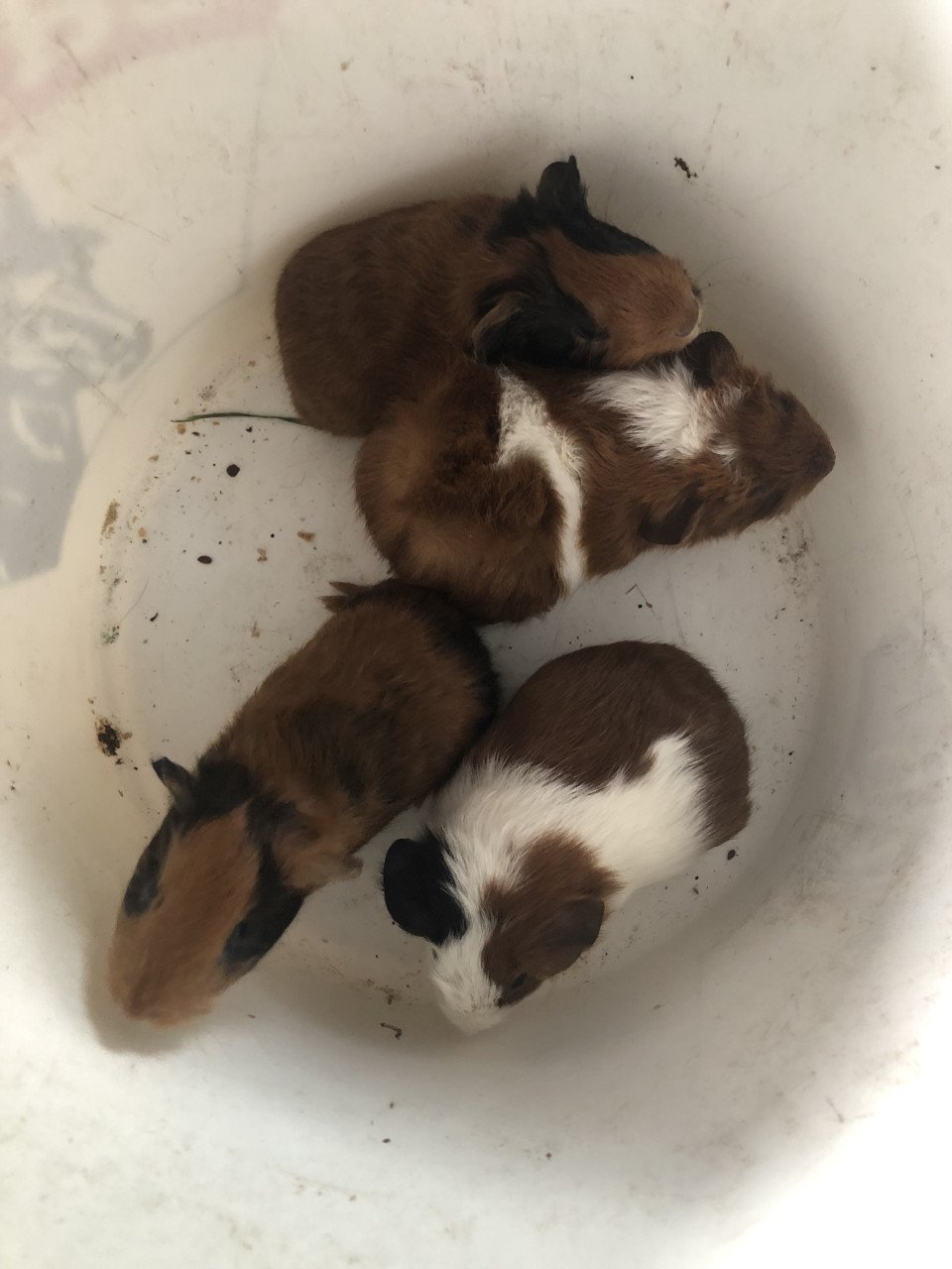 Knappe baby cavia’s!!