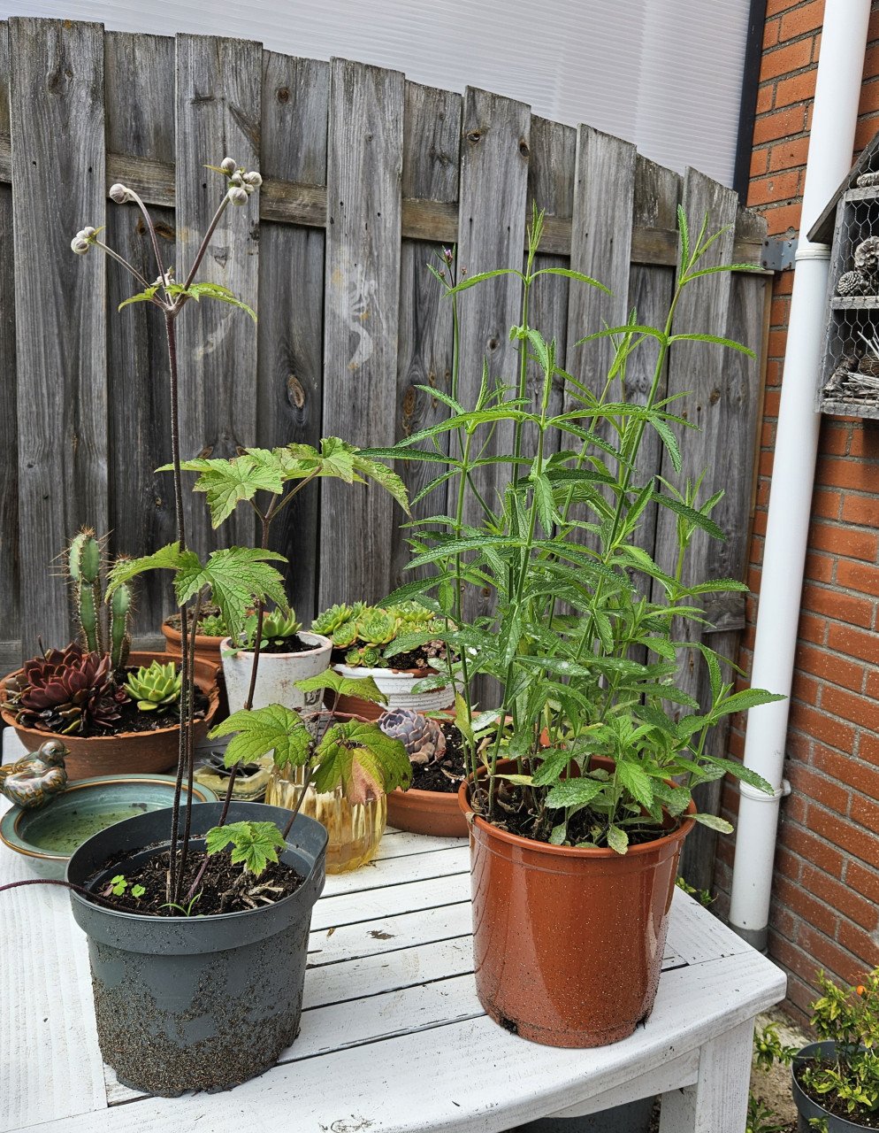 Verbena -  roze  herfstanemoon