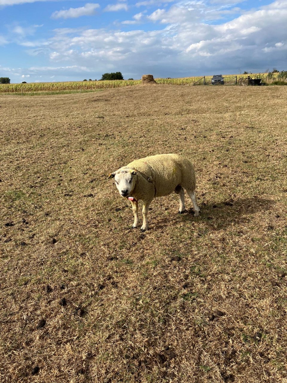 2 texelaar dekrammen te koop