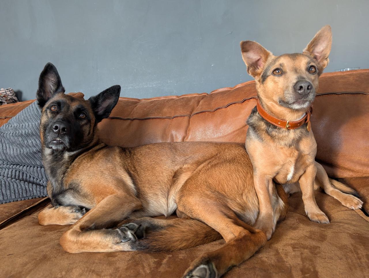 Blue tan Jack Russell