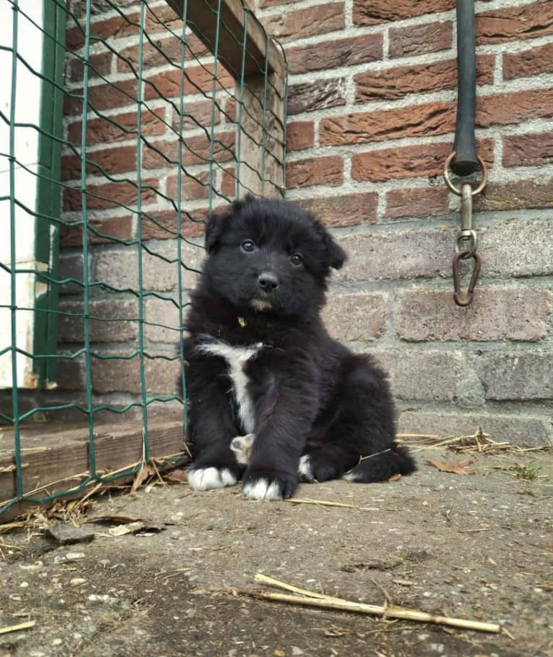 Puppies  duitse herder/ border collie