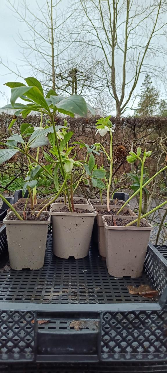 Het plantenkraampje staat er weer: mooie planten voor slechts €1,25 p/st.