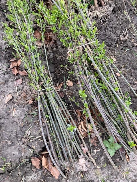 Zeeuwse haag / natuurlijke beplanting/inheemse struiken