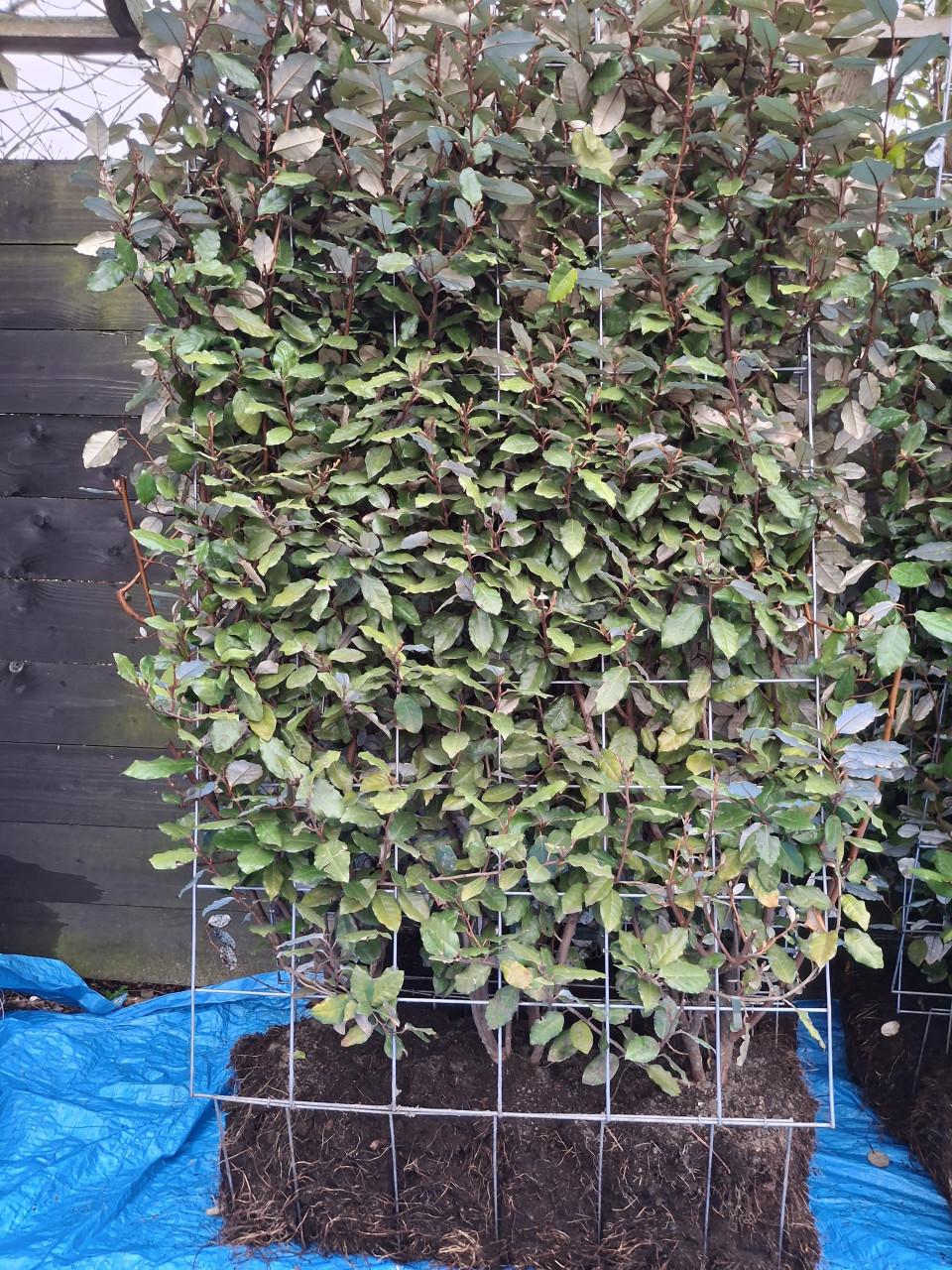 Olijfwilg kant en klaar heg