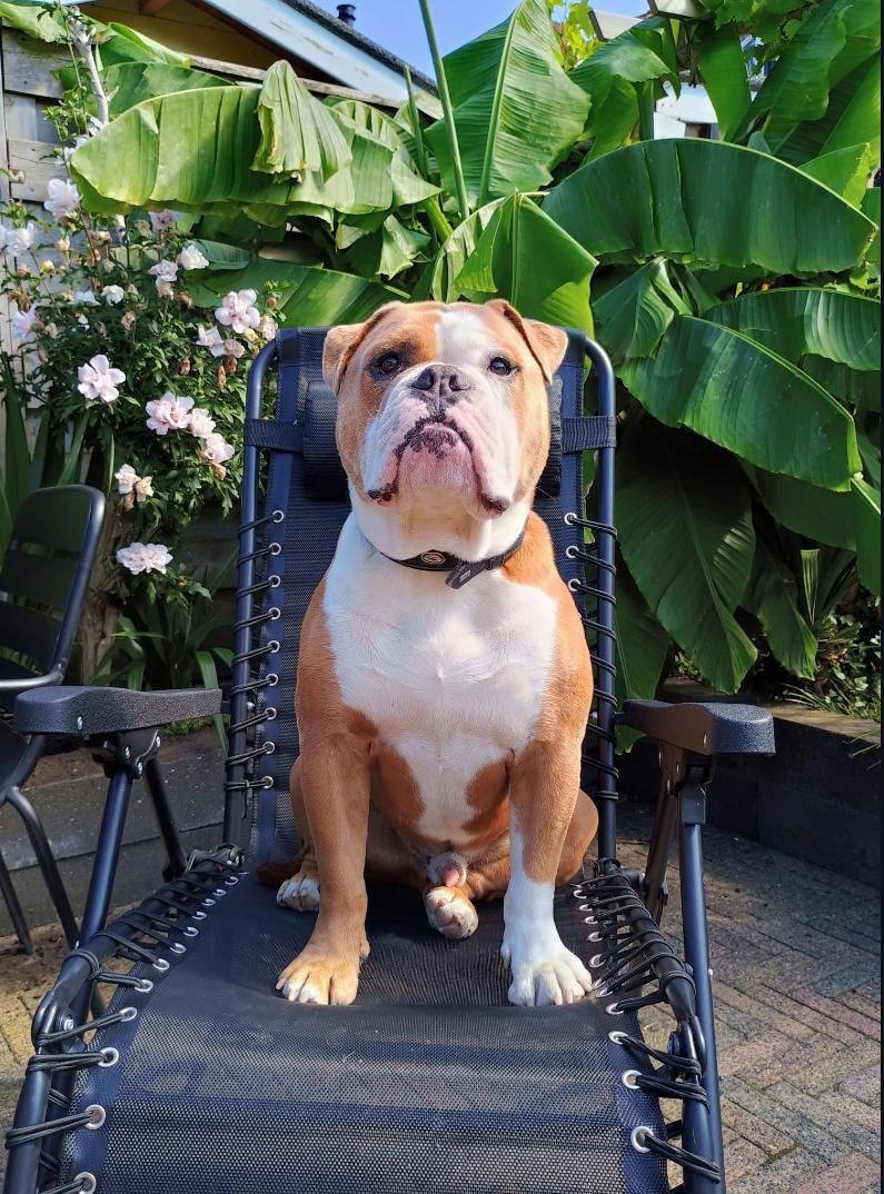Gezocht, gouden mandje voor onze Bulldog