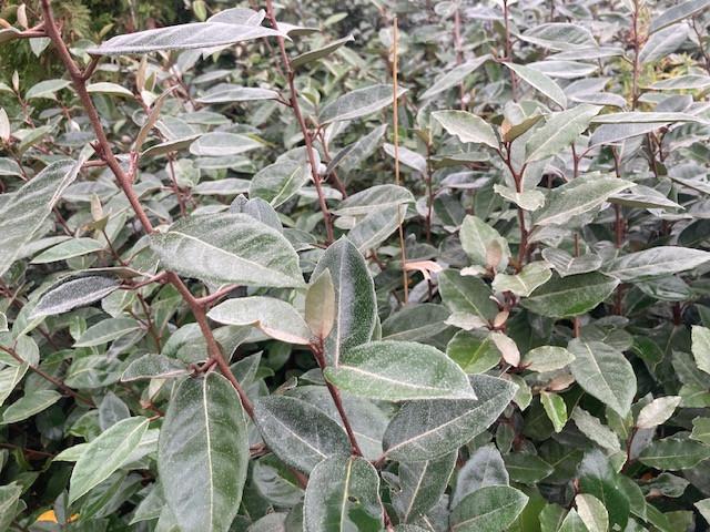 Olijfwilg (Eleagnus Ebbingei)