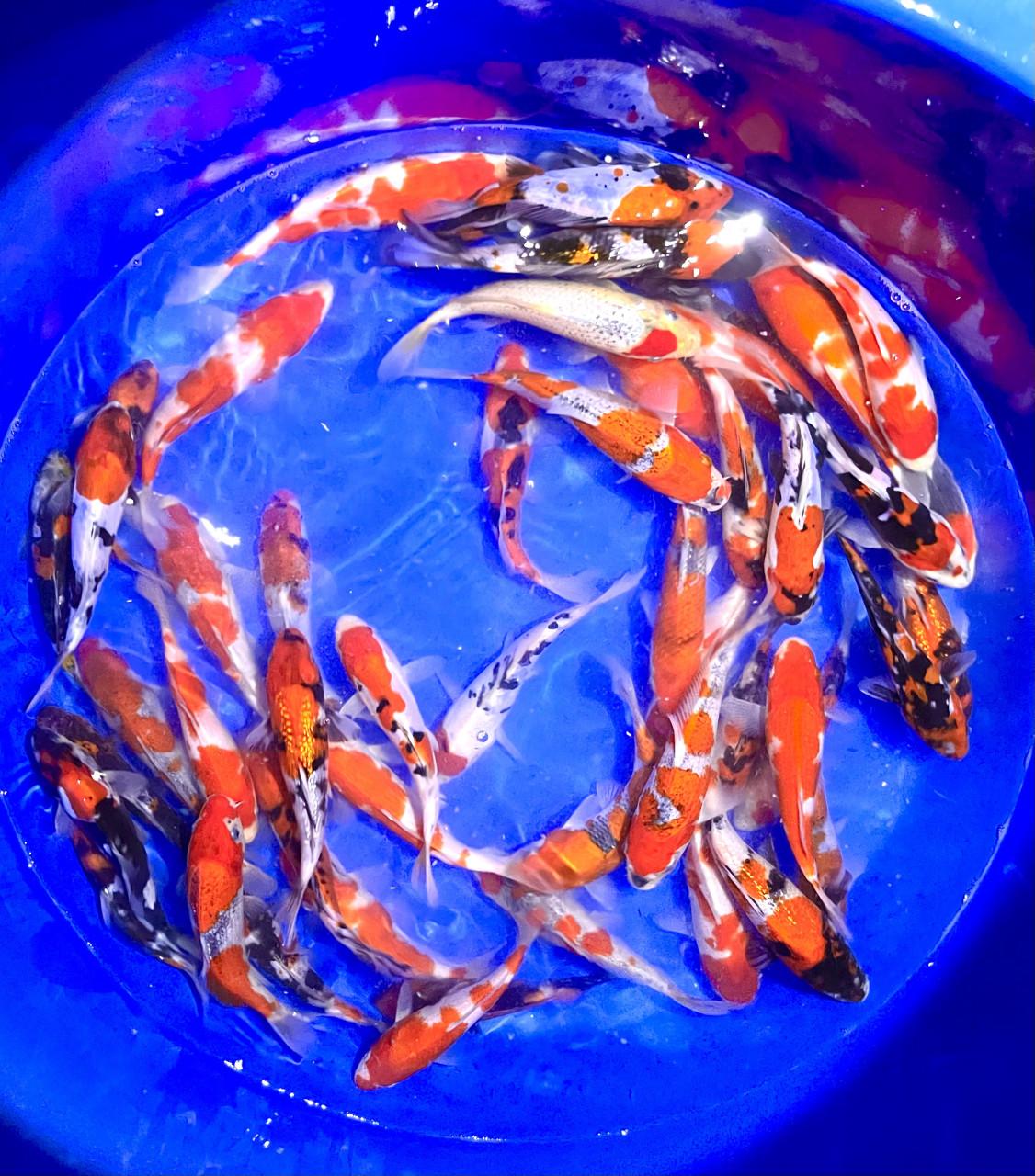 HQ Tosai van Hiroi 18-22cm. Japanse koi. ACTIE 5 voor 200