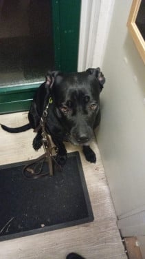 Gezocht goede plek voor hond