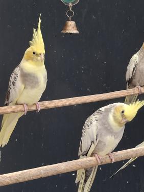 Valkparkieten , ook geelwangen.