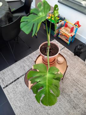 Monstrera - binnenplant