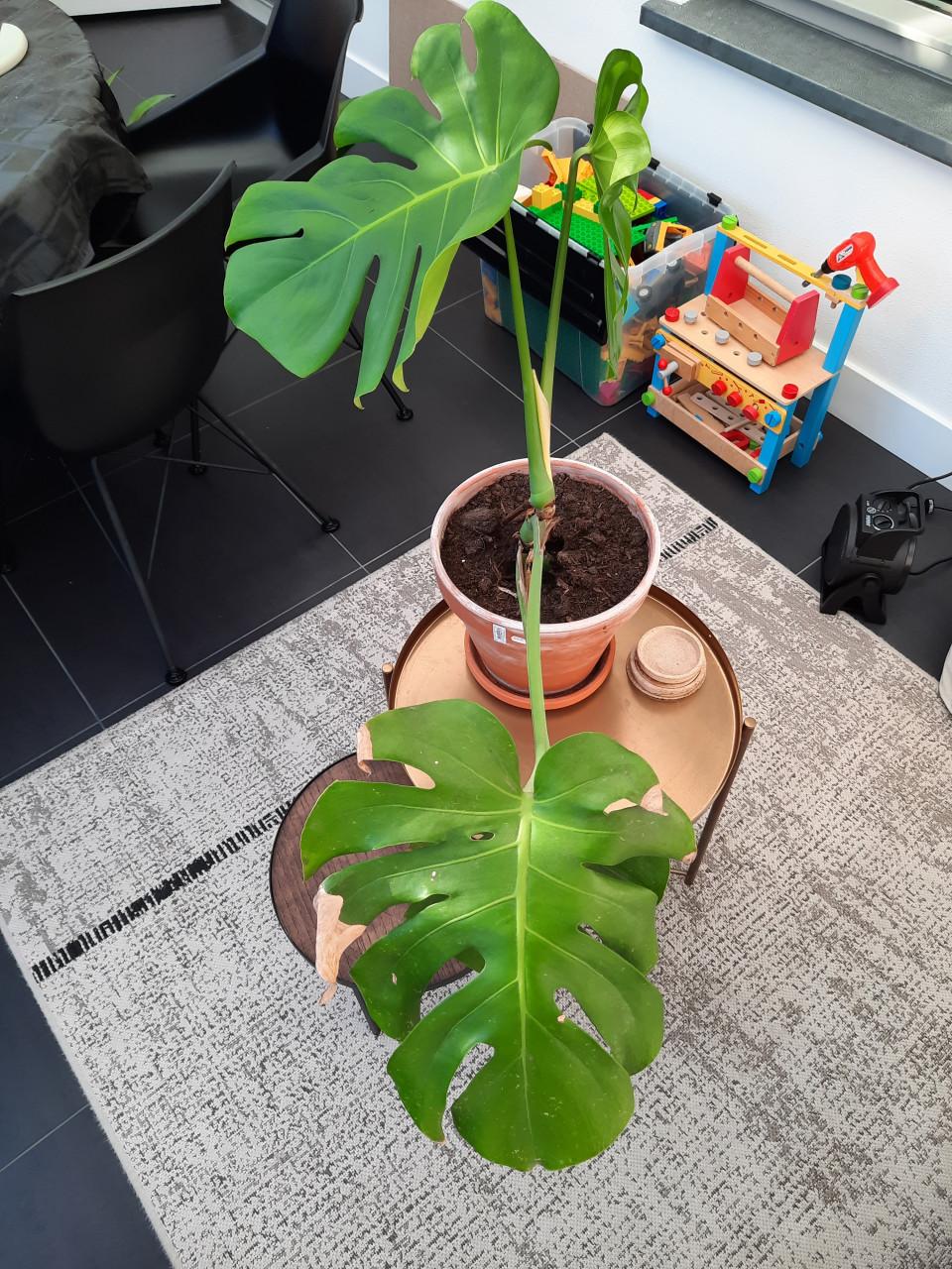 Monstrera - binnenplant