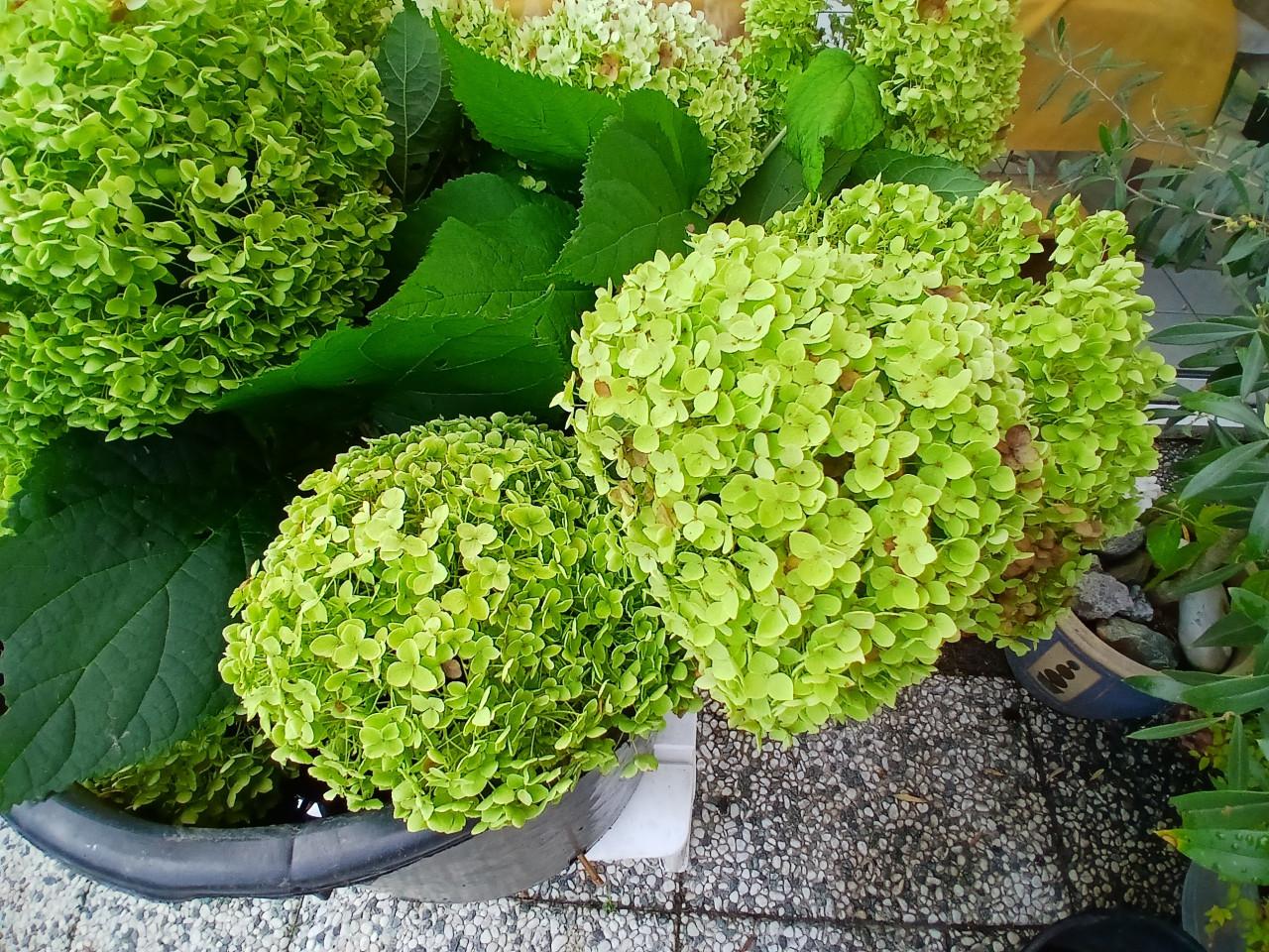 Hortensiabollen