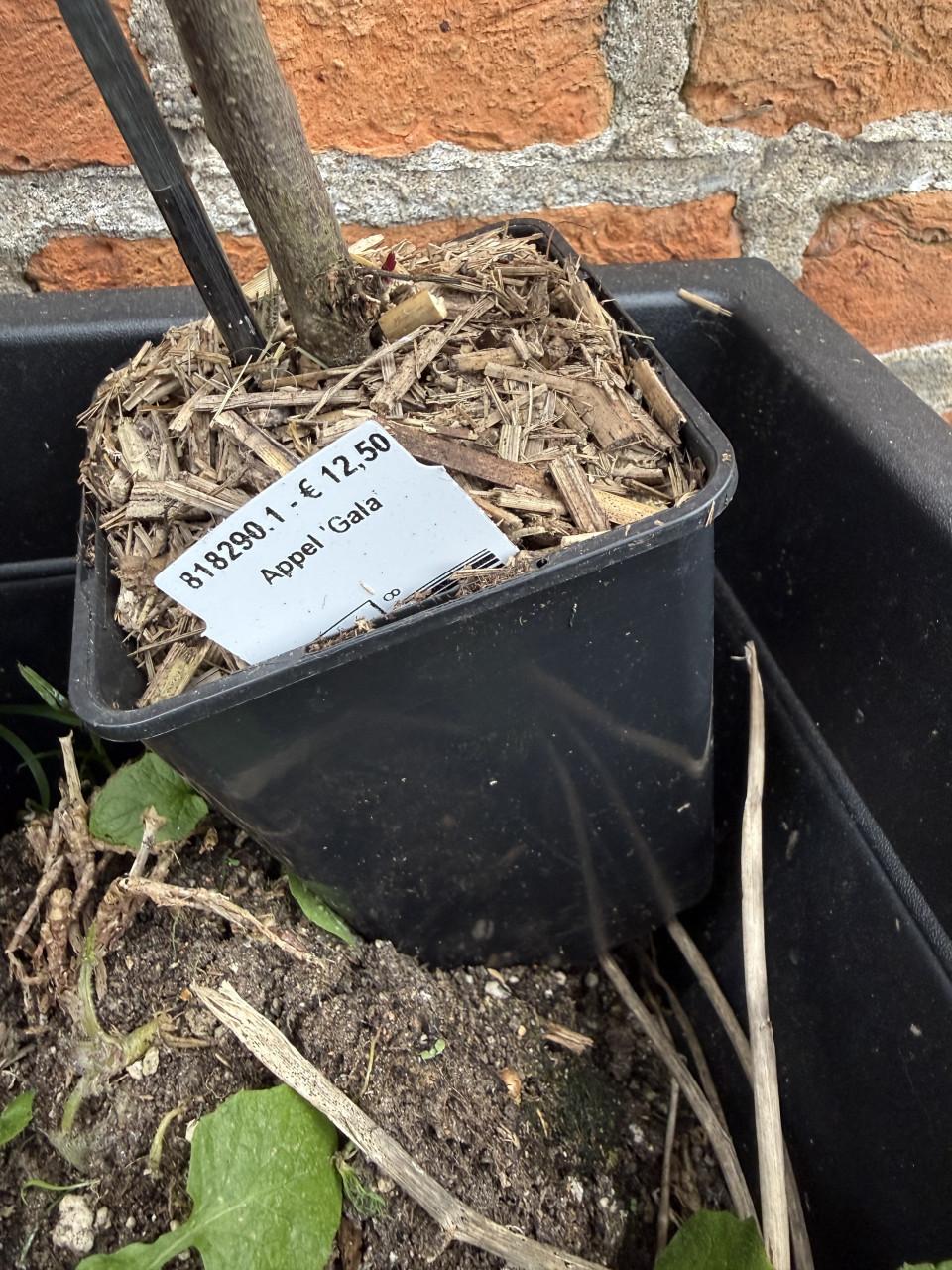 3 Jonge appelbomen Gala, Braeburn en Golden Delicious.