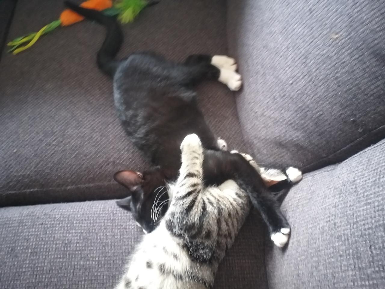 Super lieve kittens