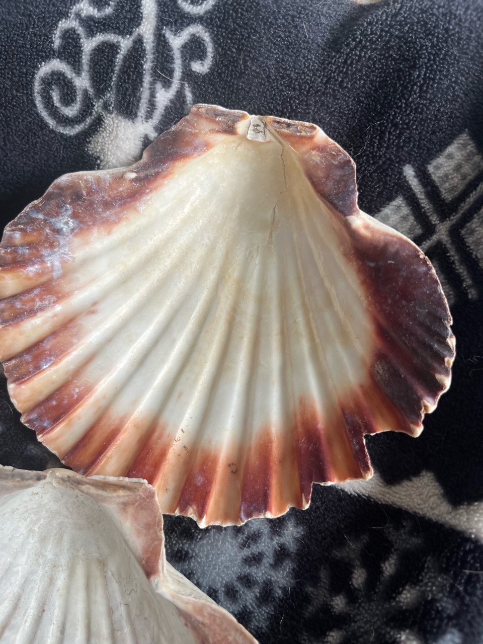 Mooie schelpen