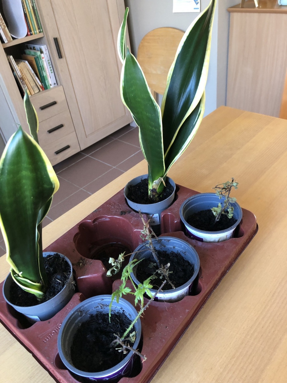 Te koop stekken van de braam.(nieuw)