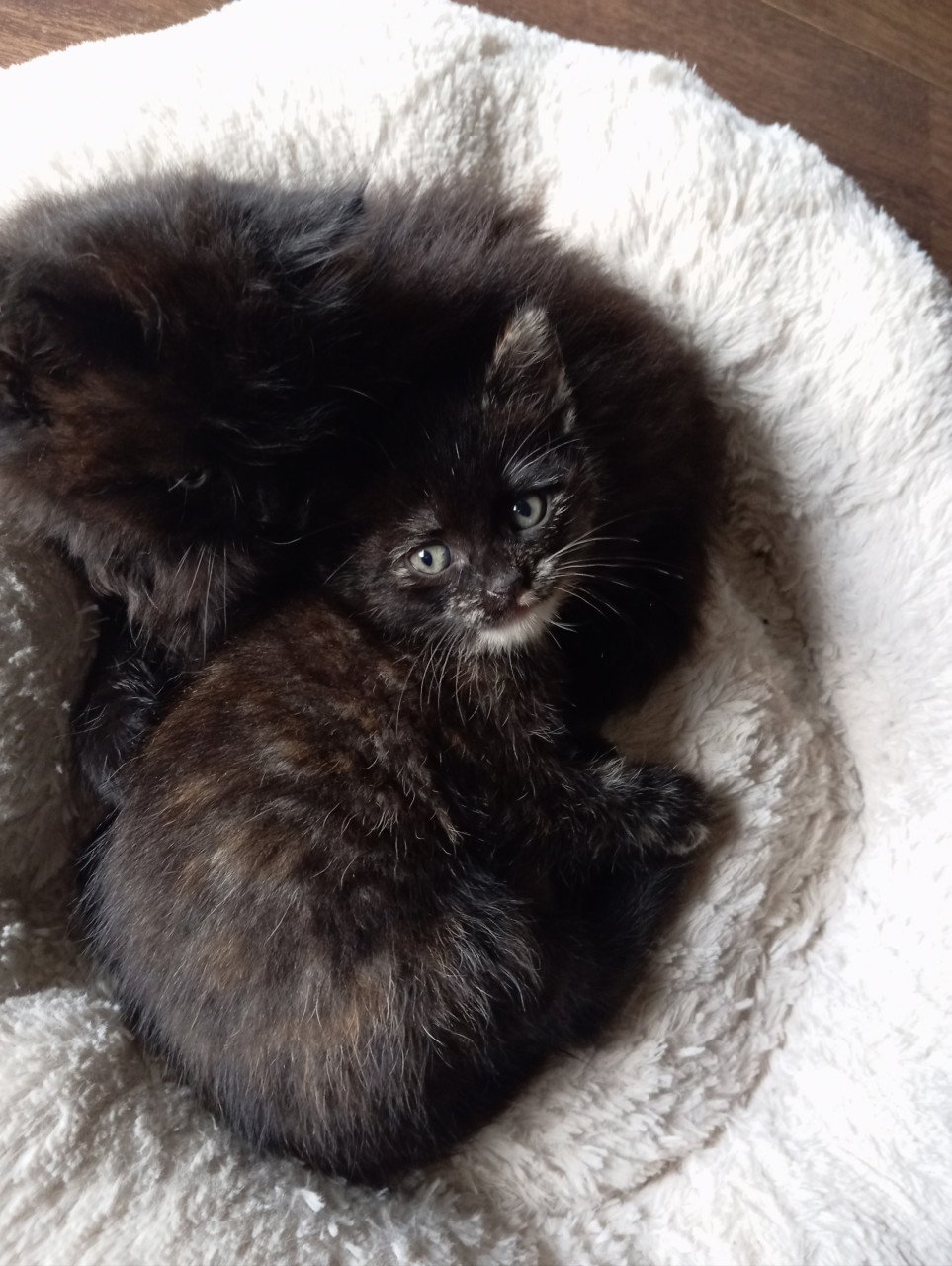 Kitten - vrouwtje