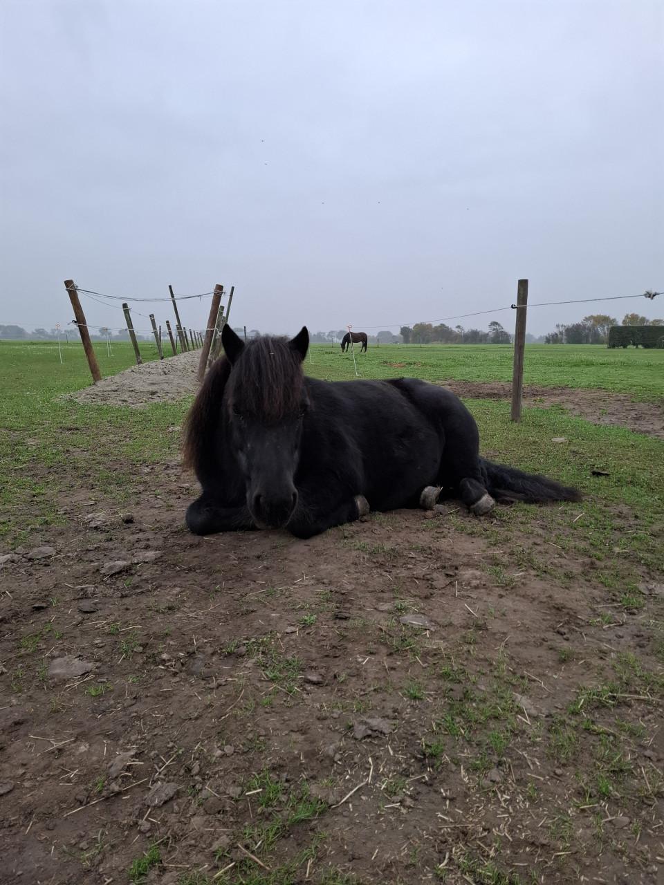 Super lieve shetlander merrie