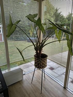 Prachtige kamerplant