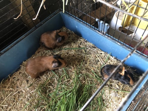 Deze 3 knapperds (cavia) zoeken nog een plekje!!