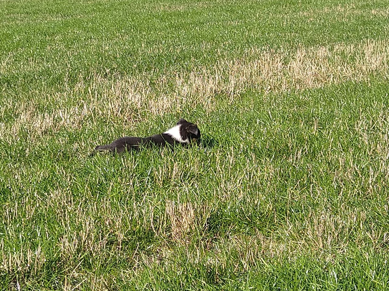 Border Collie pups
