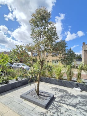 Mooie grote eucalyptus boom