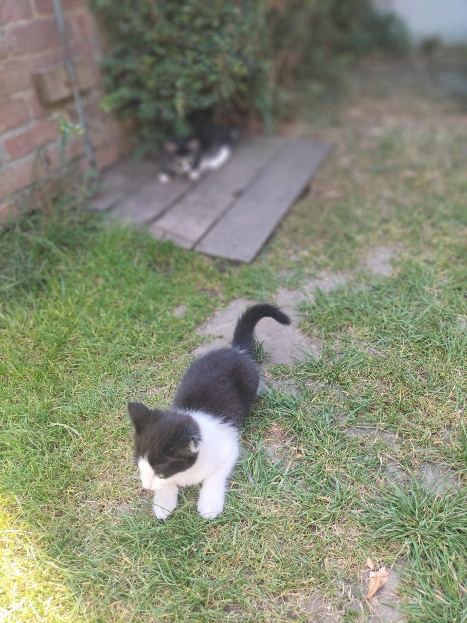 3 mooie kittens