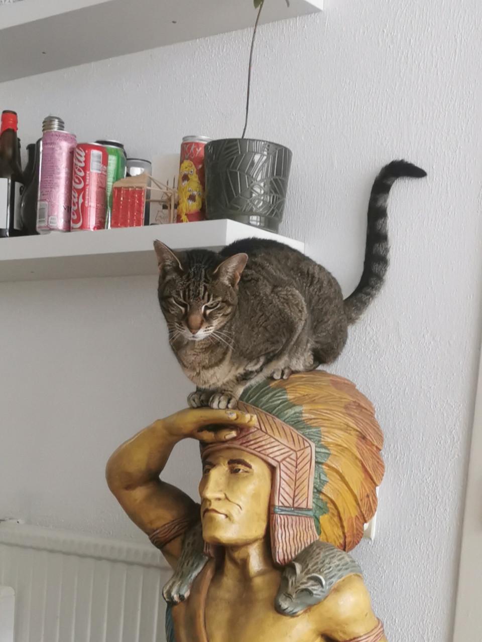 Vermist: poes Trudie