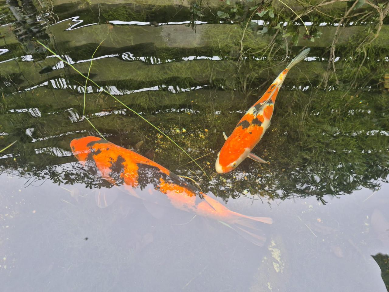 2 koikarpers