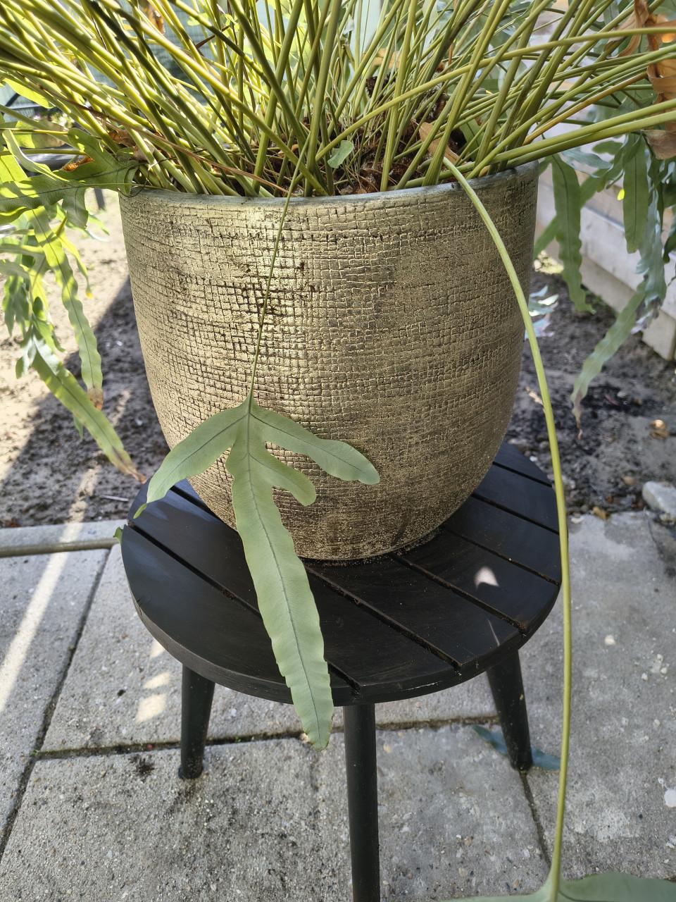 Kamerplant met pot en tafeltje