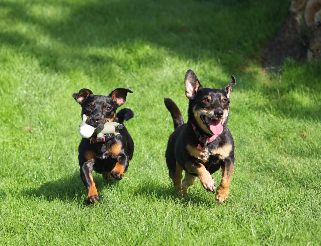 Dieren fotoshoot