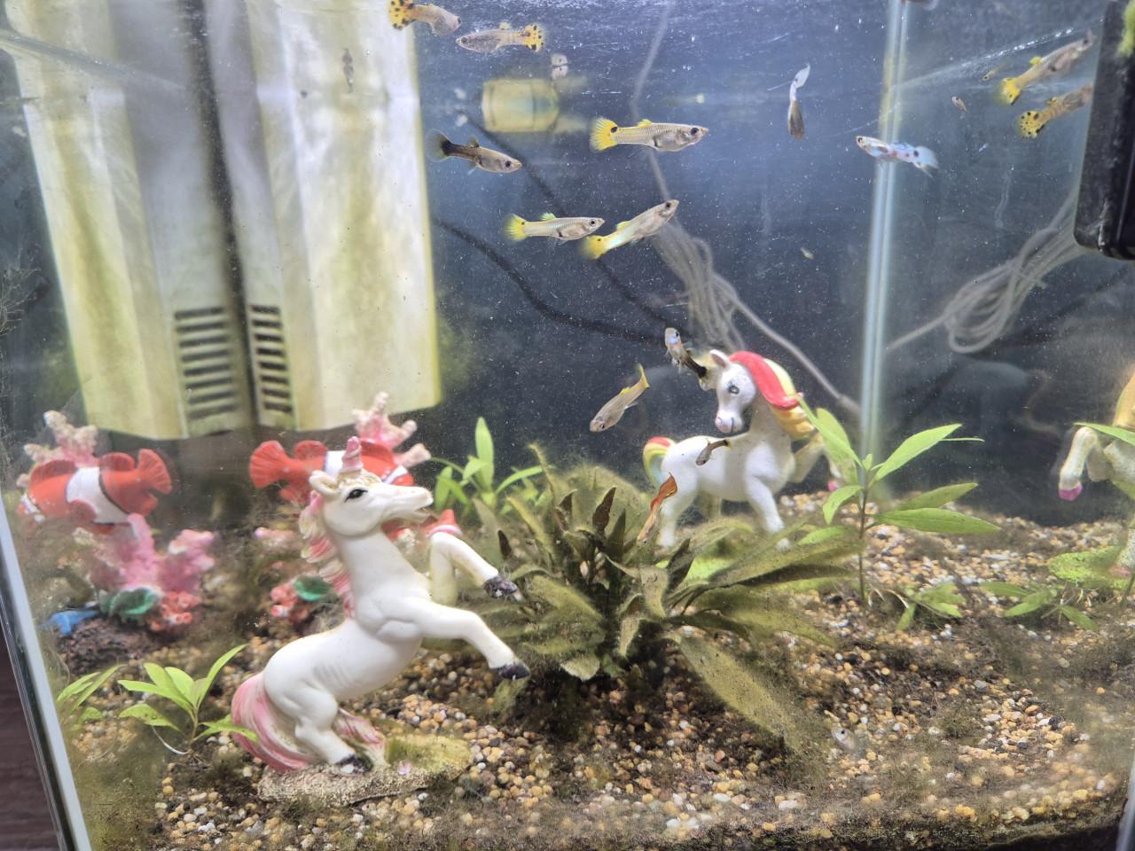 Aquarium met gupjes en toebehoren