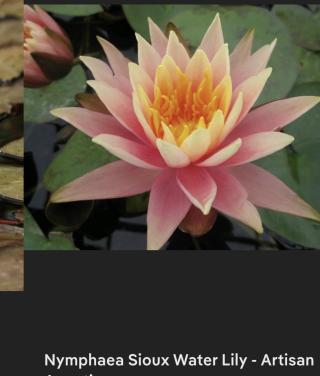 Waterlelie en zuurstofplant