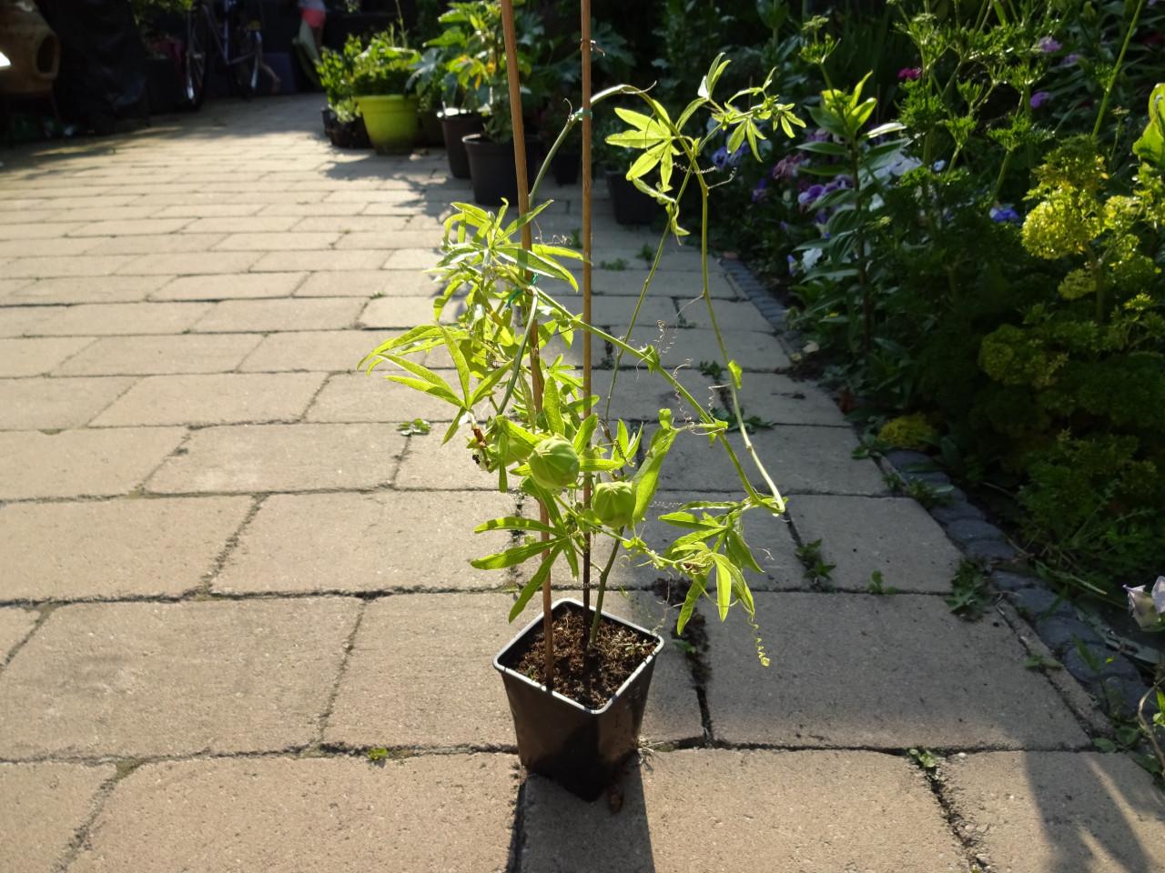 Passiebloem