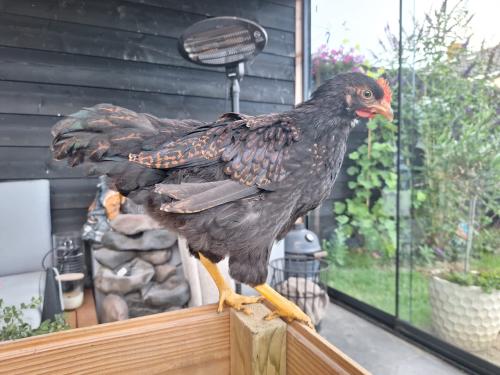 Barnevelder kippen