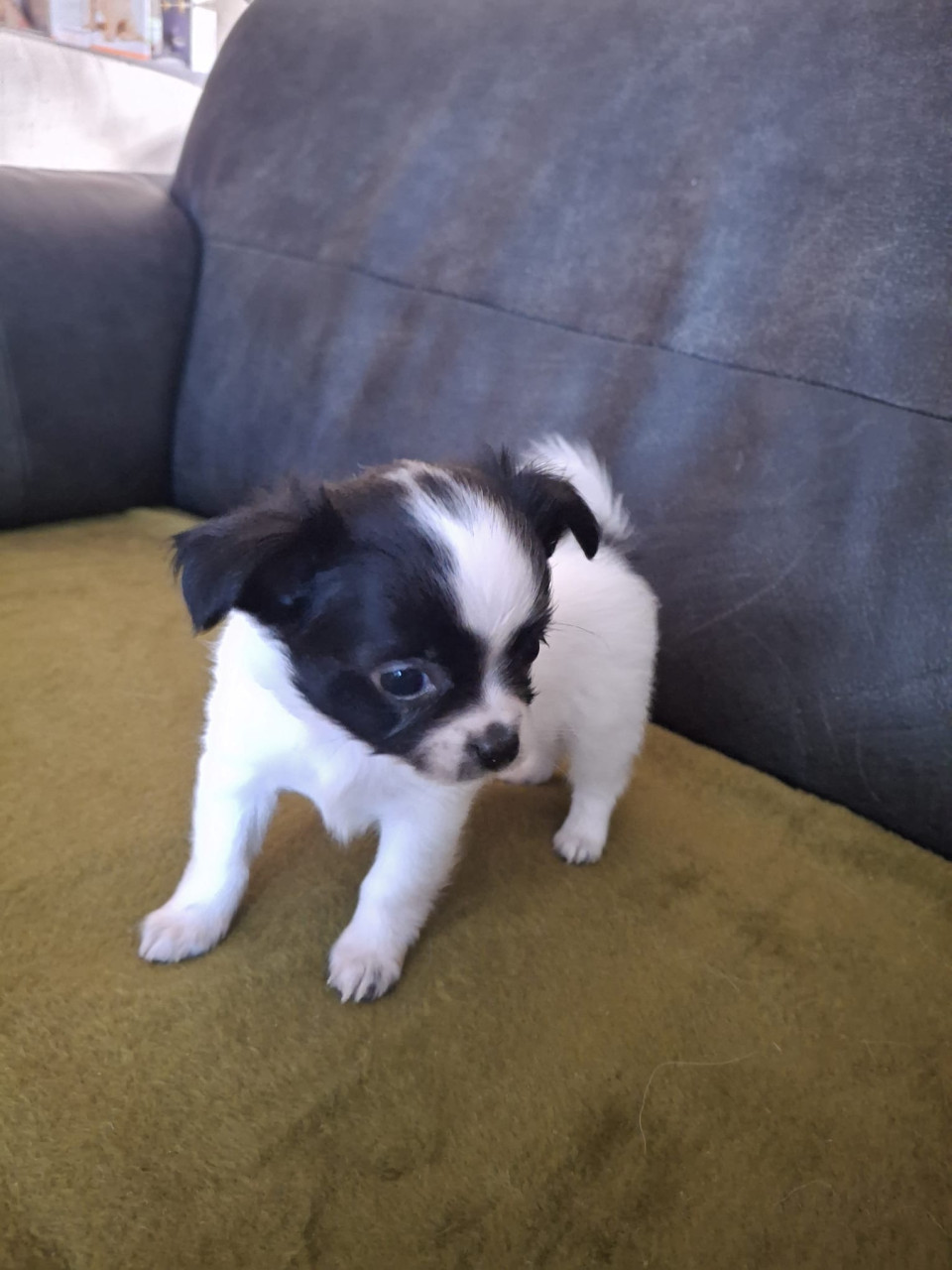 Chihuahua pups te koop