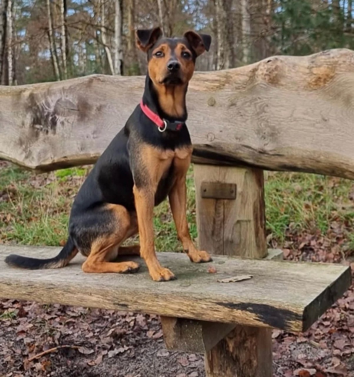 Prachtige boerenfox pups