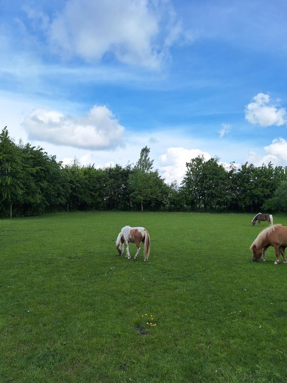 Mini paardje