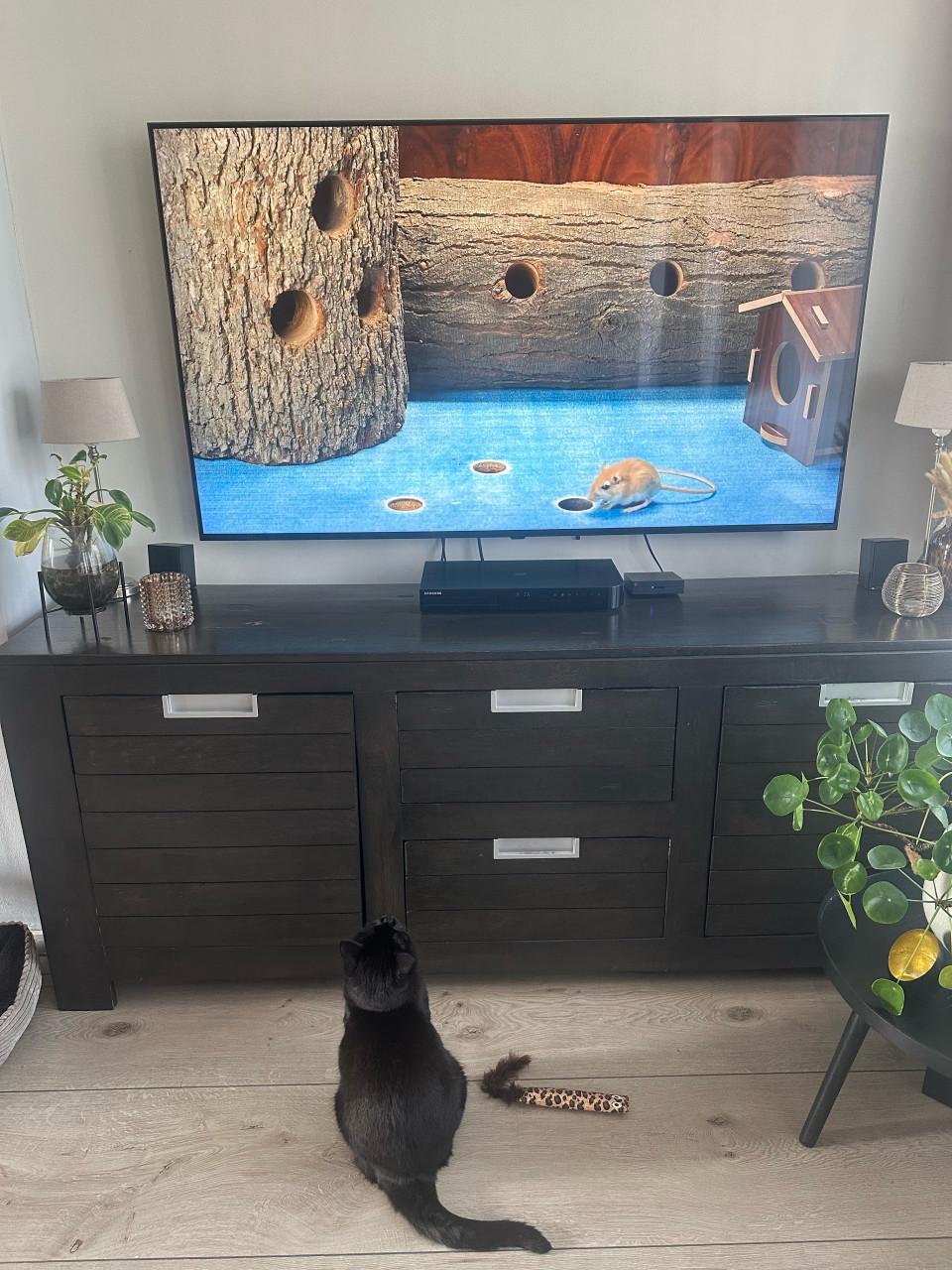 Lieve poes Fancy zoekt een rustig en liefdevol huisje